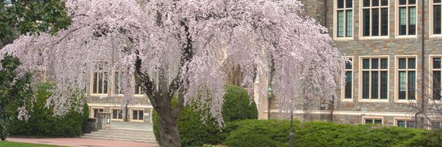Cherry blossom tree in front of White Gravenor